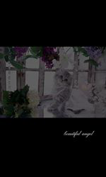 赤石加奈子ブリーダーのブログ：プリンセス👸メイちゃん