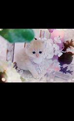 赤石加奈子ブリーダーのブログ：可愛いがいっぱい