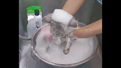 赤石加奈子ブリーダーのブログ：シャンプー