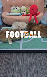 赤石加奈子ブリーダーのブログ：新しい爪とぎ