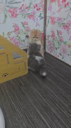 赤石加奈子ブリーダーのブログ：小さなバトル⚔️