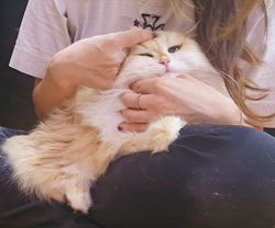 赤石加奈子ブリーダーのブログ：黒糖とまったり