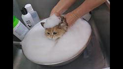 赤石加奈子ブリーダーのブログ：シャンプー