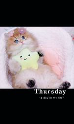 赤石加奈子ブリーダーのブログ：ゴールド🧸シルバーブリティッシュ