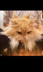 赤石加奈子ブリーダーのブログ：ブラッシングでカッコよく(；'ω'∩)？