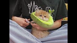 赤石加奈子ブリーダーのブログ：アボカド🥑