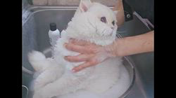 赤石加奈子ブリーダーのブログ：やっぱりね(｡´-д-)最後はイラつかれた…