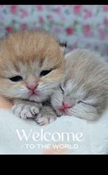 赤石加奈子ブリーダーのブログ：ブルーゴールド💙ゴールドブリティッシュ赤ちゃん