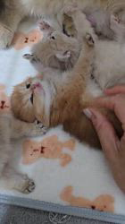 赤石加奈子ブリーダーのブログ：ブルーゴールドブリティッシュ🧸