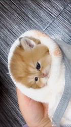 赤石加奈子ブリーダーのブログ：ゴールドブリティッシュ赤ちゃん🧸