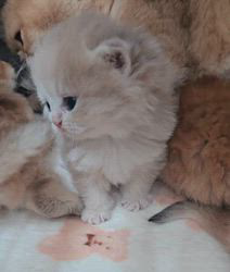 赤石加奈子ブリーダーのブログ：ブルーゴールドブリティッシュ🧸💙