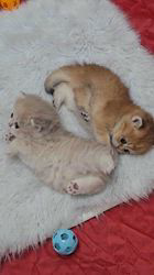 赤石加奈子ブリーダーのブログ：可愛い仕草