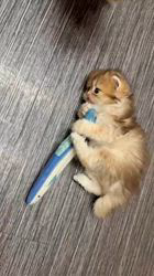 のブログ：あらぶれてる🐟ヾ(•ω•ヾ)