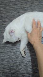 のブログ：スリスリ(( *´ `)"ぽっけ