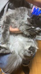 のブログ：一年ぶりのこねこ