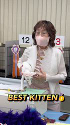のブログ：Best Kitten🥇