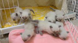 のブログ：5月26日生まれの可愛いBABYS