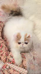 綺麗なエキゾチック子猫ちゃん♡希少♡シェーデッドキャリコ♡アートドール♡重い子♡ エキゾチックショートヘア【広島県・女の子・2026年4月12日・三毛