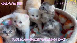 佐野由布子ブリーダーのブログ：アメリカンカールのコジマちゃんベイビーズ