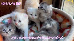 佐野由布子ブリーダーのブログ：アメリカンカールのコジマちゃんベイビーズ