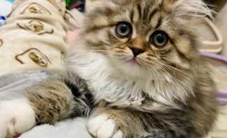 馬淵萌子ブリーダーのブログ：元気☺️お姫様✨