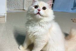 馬淵萌子ブリーダーのブログ：迫ってくる😁子猫さん