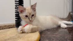 菅岡亜寿香ブリーダーのブログ：姉妹ちゃん