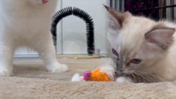 菅岡亜寿香ブリーダーのブログ：大人気のおもちゃ