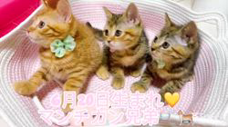 亀田麗花ブリーダーのブログ：とってもかわいいマンチカン兄弟💛