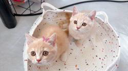 亀田麗花ブリーダーのブログ：可愛い可愛い💕プリンセス姉妹です🐈👑🩷