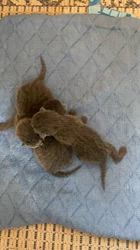 角山曜子ブリーダーのブログ：育っています