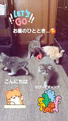 行岡理恵ブリーダーのブログ：お昼のひととき💕