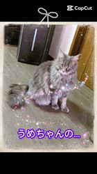 行岡理恵ブリーダーのブログ：2月の出産予定