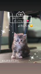 行岡理恵ブリーダーのブログ：1ヶ月になりました！