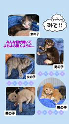 行岡理恵ブリーダーのブログ：ちよちゃんbabyたち