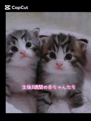 田村邦子ブリーダーのブログ：9/5生まれノルウェージャンの仔猫たち