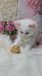 田村邦子ブリーダーのブログ:おててがかわいい🎀