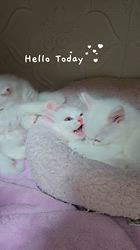 田村邦子ブリーダーのブログ：なかよし兄妹