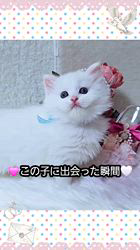 のブログ：3/18サイベリアンホワイト