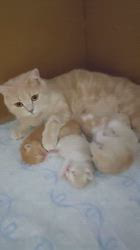 高橋晴勇ブリーダーのブログ：愛情たっぷりのテンちゃんです。