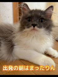 澤邉雄二ブリーダーのブログ：子猫ちゃんのお引越し