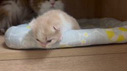 小椋茜ブリーダーのブログ：生後12日❣️一人っ子の男の子🐱