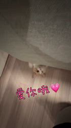 麻生敬子ブリーダーのブログ：もうすぐ1歳です😃
