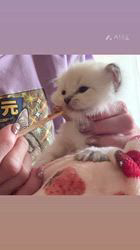 出崎柳ブリーダーのブログ：離乳食の練習を始めました🐾