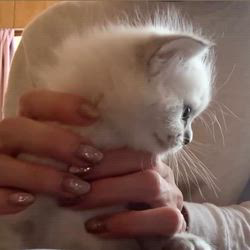 出崎柳ブリーダーのブログ：パヤ毛ぱやぱや♡つんつん🐾