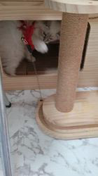 木津秀美ブリーダーのブログ：本日見学の猫ちゃん。