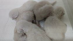 木津秀美ブリーダーのブログ：9日目ネヴァマスカレード。