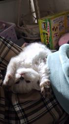木津秀美ブリーダーのブログ：寝てるんです😅