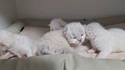 木津秀美ブリーダーのブログ：ネヴァマスカレード💞