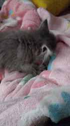 木津秀美ブリーダーのブログ：フミフミ🐾